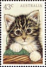 Domestic Cat (Felis silvestris catus)