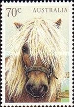 Pony (Equus ferus caballus)