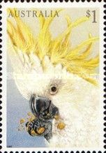 Sulphur-crested Cockatoo (Cacatua galerita)