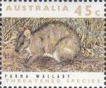 Parma Wallaby (Notamacropus parma)