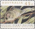 Little Pygmy Possum (Cercartetus lepidus)