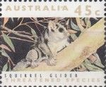 Squirrel Glider (Petaurus norfolcensis)