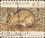 Parma Wallaby (Notamacropus parma)