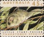 Little Pygmy Possum (Cercartetus lepidus)
