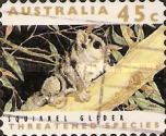 Squirrel Glider (Petaurus norfolcensis)