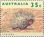 Short-beaked Echidna (Tachyglossus aculeatus)