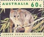 Common Brushtail Possum (Trichosurus vulpecula)