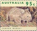 Common Wombat (Vombatus ursinus)