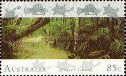 Rain Forest, Fraser Island, Queensland