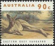 Eastern Grey Kangaroo (Macropus giganteus)