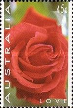 Rose - Love