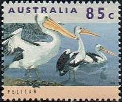 Australian Pelican (Pelecanus conspicillatus)