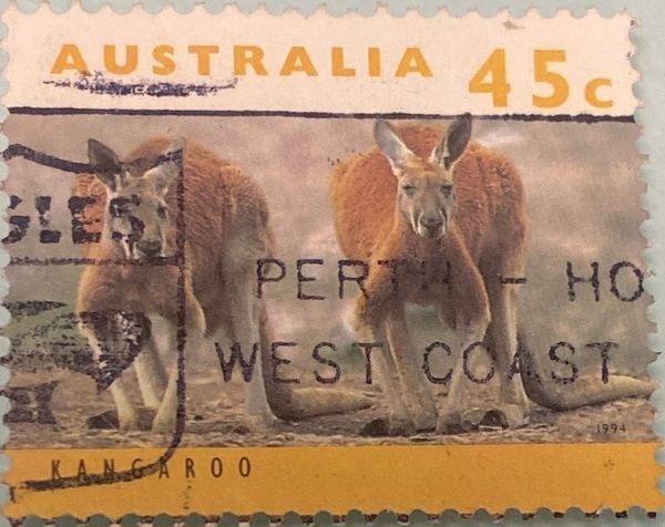Red Kangaroo (Osphranter rufus)