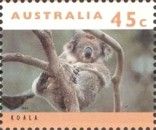 Koala (Phascolarctos cinereus)