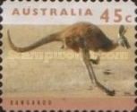 Red Kangaroo (Osphranter rufus)