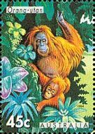 Bornean Orangutan (Pongo pygmaeus)