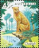 Cheetah (Acinonyx jubatus)