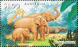 Asian Elephant (Elephas maximus)