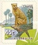 Cheetah (Acinonyx jubatus)