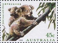 Koala (Phascolarctos cinereus) and Cub