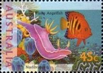 Nudibranch and Flame Angelfish (Centropyge loriculus)