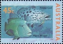 Potato Cod (Epinephelus tukula), Maori Wrasse (Cheilinus