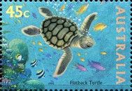Australian Flatback Turtle (Chelonia depressa)