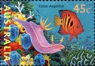 Nudibranch and Flame Angelfish (Centropyge loriculus)