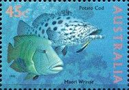 Potato Cod (Epinephelus tukula), Maori Wrasse (Cheilinus