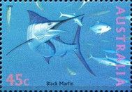 Black Marlin (Istiompax indica)