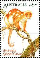 Common Spotted Cuscus (Spilocuscus maculatus)