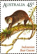 Indonesian Bear Cuscus (Ailurops ursinus)