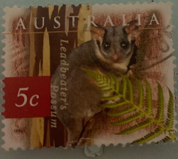 Leadbeater's Possum (Gymnobelideus leadbeateri)