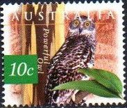 Powerful Owl (Ninox strenua)