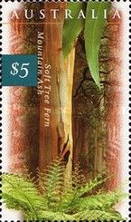 Soft Tree Fern and Mountain Ash
