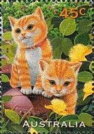 Ginger Cat (Felis silvestris catus)