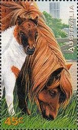 Pony (Equus ferus caballus)