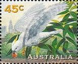 Sulphur-crested Cockatoo (Cacatua galerita)