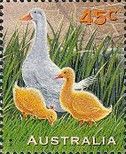 Domestic Duck with Ducklings (Anas platyrhynchos domestica)