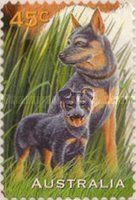 Blue Heeler Dogs (Canis lupus familiaris)