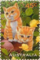 Ginger Cat (Felis silvestris catus)