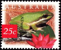 Northern Dwarf Tree Frog (Litoria bicolor), Indian Lotus