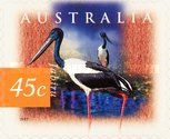 Jabiru (Ephippiorhynchus asiaticus)