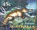 Duck-billed Platypus (Ornithorhynchus anatinus)