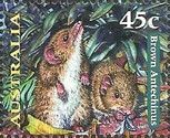 Brown Antechinus (Antechinus stuartii)