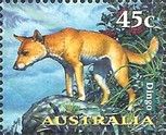 Dingo (Canis lupus dingo)