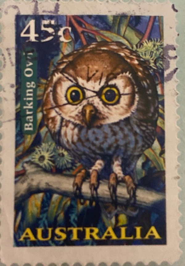 Barking Owl (Ninox connivens)