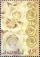 Champagne Rose