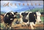 Dairy Cows