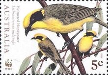 Helmeted Honeyeater (Lichenostomus melanops)